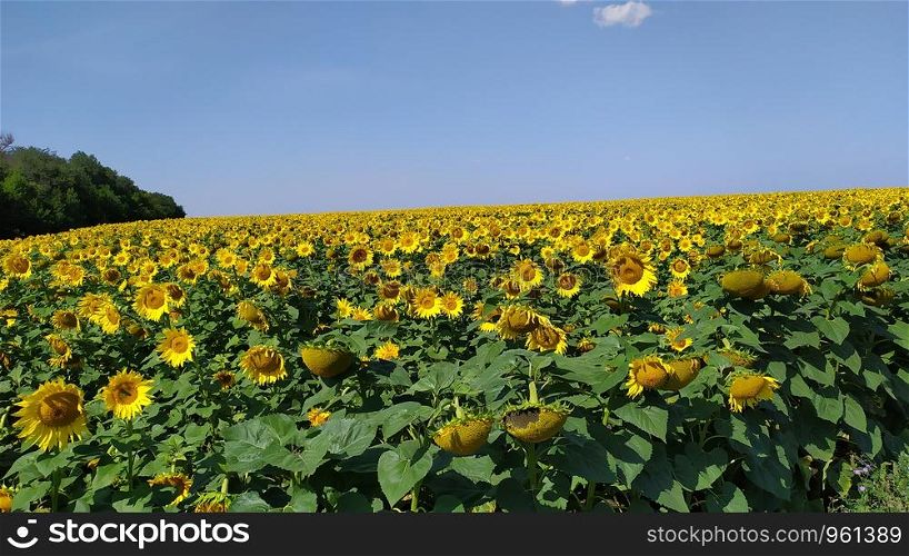blooming sunflowers in the bright sunny day with blue sky in the background. field of blooming sunflowers in the bright sunny day with blue sky in the background
