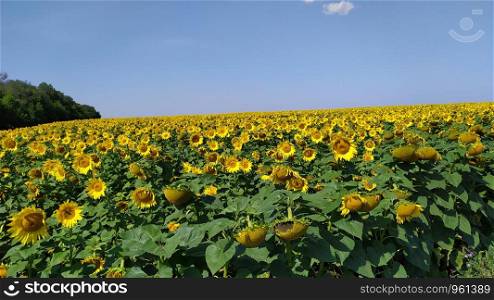 blooming sunflowers in the bright sunny day with blue sky in the background. field of blooming sunflowers in the bright sunny day with blue sky in the background