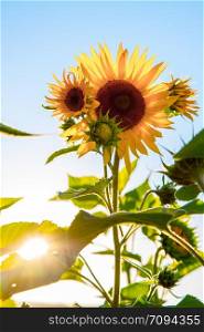 Blooming sunflowers in the summer, sunset