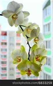blooming tender orchids as a part of interior. blooming tender orchids as a part of interior. Comfort that create in the house flowers