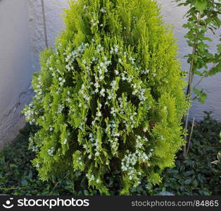 Blooming Thuja at garden