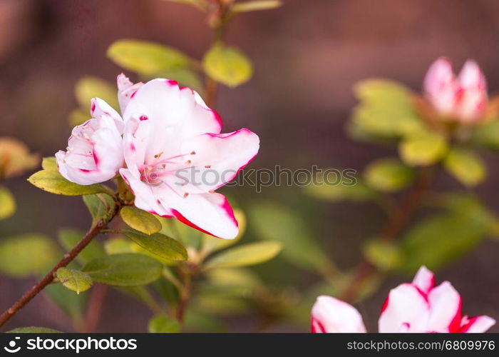 Blooming tree and mount. Sicily. Spring season. Italy