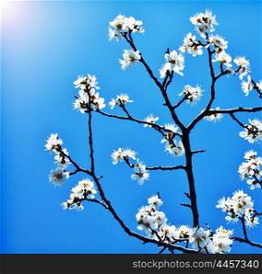 Blooming tree at spring, fresh white flowers on the branch of fruit tree over blue sky, plant blossom abstract floral background, seasonal nature beauty, springtime