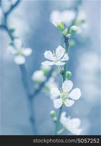 Blooming tree at spring, fresh white flowers on the branch of fruit tree, plant blossom abstract blue background, seasonal nature beauty, dreamy soft focus photo