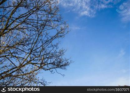 Blooming tree on blue sky background. First spring leaves. Nature scene.. Blooming tree on blue sky background.