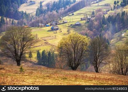 Blooming tree. Sunny spring day in carpathian mountain village