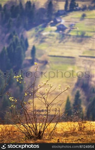 Blooming tree. Sunny spring day in carpathian mountain village