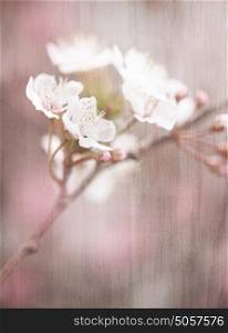 Blooming tree vintage background, cherry blossom, abstract soft color floral background, fresh white flowers, spring garden seasonal nature, vintage style fine art photo