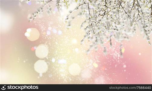 Blooming tree with white buds and flowers on fancy garden background banner. Blooming magnolia tree