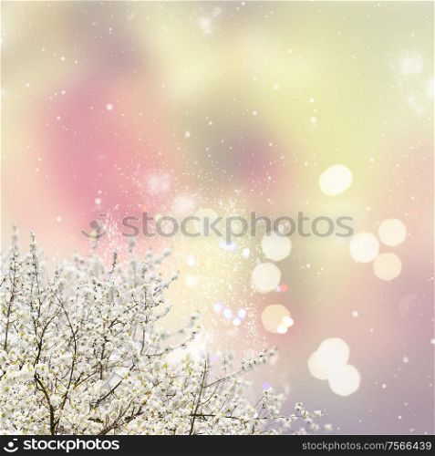 Blooming tree with white buds and flowers on fancy garden background. Blooming magnolia tree