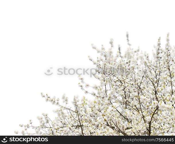 Blooming tree with white flowers and buds over white background. Blooming magnolia tree