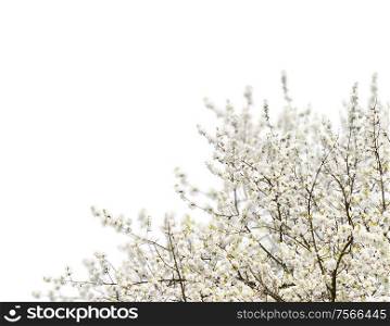 Blooming tree with white flowers and buds over white background. Blooming magnolia tree