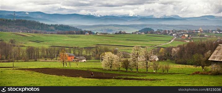 Blooming trees in spring carpathian mountains. Snow and green fields
