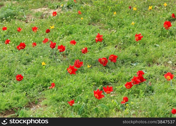 Blooming tulips and irises in the steppe on a hurricane, Rostov region, Russia,