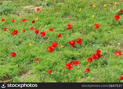 Blooming tulips and irises in the steppe on a hurricane, Rostov region, Russia,