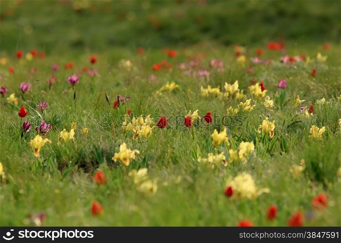 Blooming tulips and irises in the steppe on a hurricane, Rostov region, Russia.