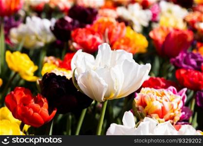 Blooming tulips field in Holland, springtime - beautiful multicolored background, sunlight