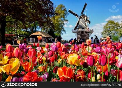 Blooming tulips flowerbed and wind mill in Keukenhof garden, aka the Garden of Europe, one of the world largest flower gardens windmill tourists. Lisse, Netherlands. Blooming tulips flowerbed and windmill in Keukenhof flower garden