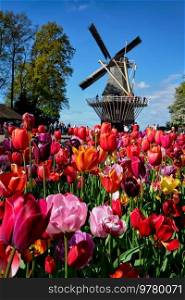 Blooming tulips flowerbed and wind mill in Keukenhof garden, aka the Garden of Europe, one of the world largest flower gardens windmill tourists. Lisse, Netherlands. Blooming tulips flowerbed and windmill in Keukenhof flower garden