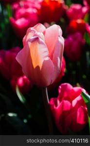 Blooming tulips flowers in as floral plant background