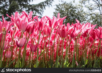 Blooming tulips flowers in as floral plant background