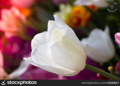 Blooming tulips flowers in as floral plant background