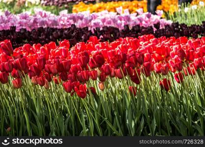 Blooming tulips flowers in as floral plant background