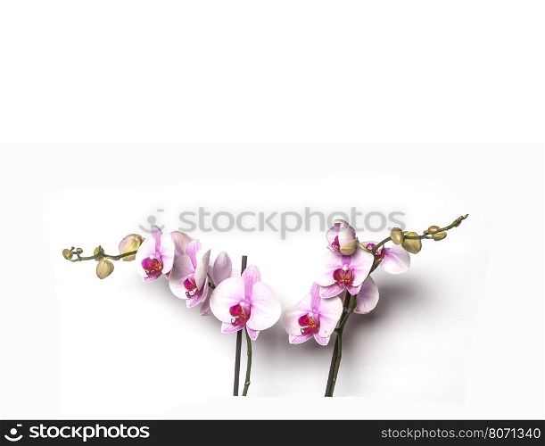 Blooming Twig Of Orchid Isolated On White Background.. orchid on a white background