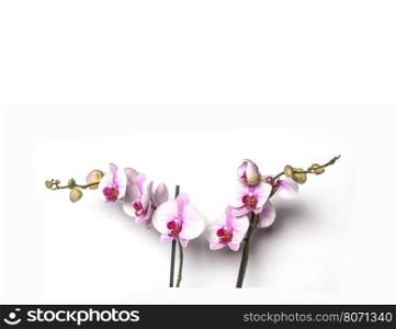 Blooming Twig Of Orchid Isolated On White Background.. orchid on a white background