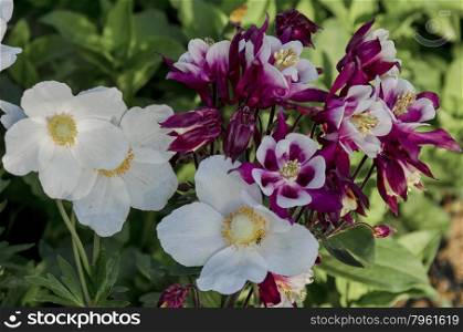 Blooming variegated (purple and white) aquilegia and white hellebore in summer garden, Bulgaria