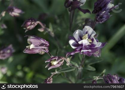 Blooming variegated (purple and white) aquilegia in summer garden with blurred background, Bulgaria