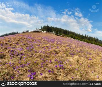 Blooming violet Crocus alpine flowers on Carpathian mountain plateau valley, Ukraine, Europe. Beautiful conceptual spring or early summer landscape.