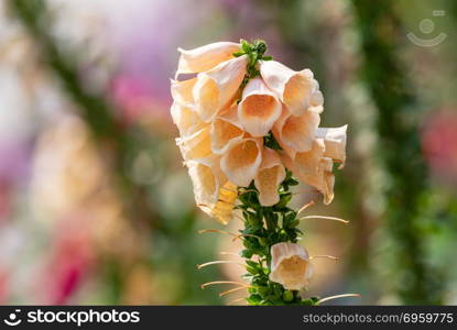 Blooming vivid wild yellow Foxglove - Digitalis - flowers. Blooming vivid wild yellow Foxglove - Digitalis - flowers close-up