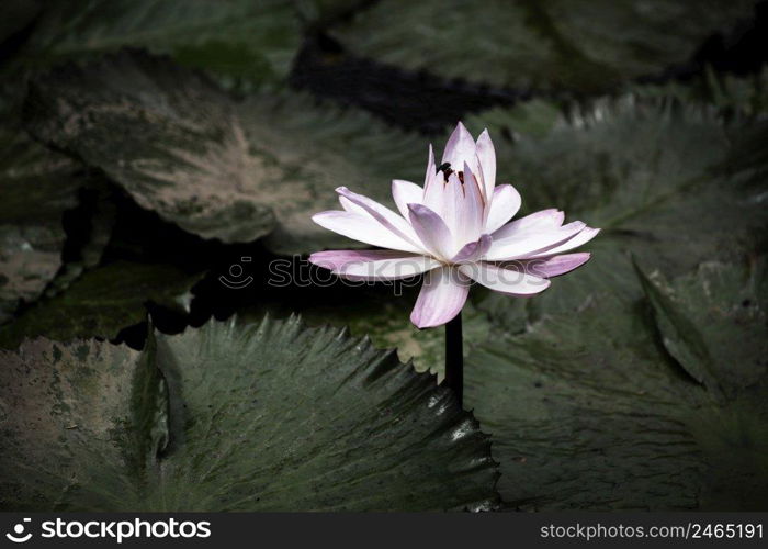 blooming water lily closeup