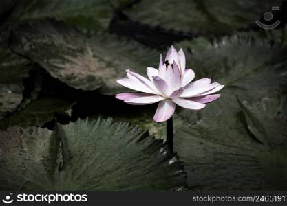 blooming water lily closeup