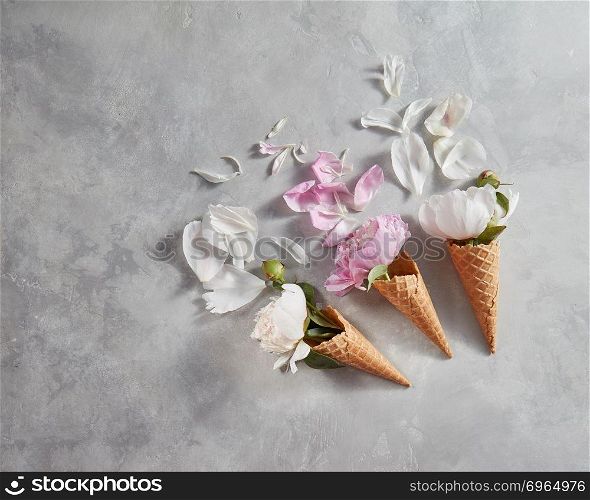 Blooming white and pink pions with buds, green leaf, petal in a wafer cones on a gray background, place for text. Top view, summer concept of congratulations for birthday.. Spring flowers pattern with pink, white peony , petals on a gray stone table.