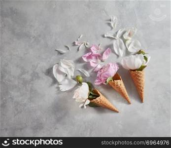 Blooming white and pink pions with buds, green leaf, petal in a wafer cones on a gray background, place for text. Top view, summer concept of congratulations for birthday.. Spring flowers pattern with pink, white peony , petals on a gray stone table.