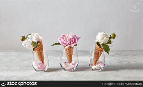 Blooming white and pink pions with buds, green leaf with wafer cones petals on a glasses on a gray background, place for text. Top view, summer concept of congratulations for birthday.. Delicate pink and white peony flowers in a wafer cone with petals in a glasses, standing on a gray stone table.