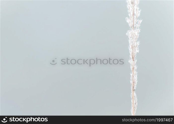 Blooming white cane flowers in a thin stalk, light natural blurred in the background. Minimal scene on summer morning. Soft focus on flowers.