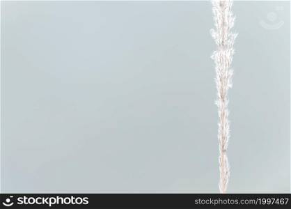 Blooming white cane flowers in a thin stalk, light natural blurred in the background. Minimal scene on summer morning. Soft focus on flowers.