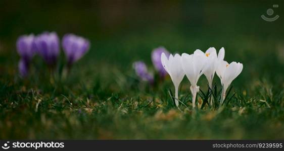 Blooming white crocuses with green leaves in the garden, spring flowers