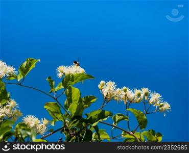 Blooming white flowers against blue sky and honey bee collecting pollen.. Blooming white flowers with honey bee