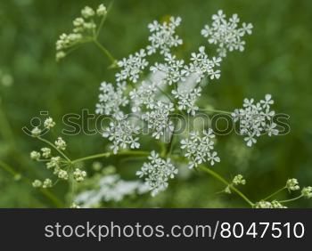 blooming white flowers on blurred natural background. blooming white flowers in the meadow