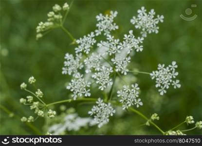 blooming white flowers on blurred natural background. blooming white flowers in the meadow