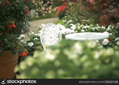 blooming white geranium flower plant in botany garden park