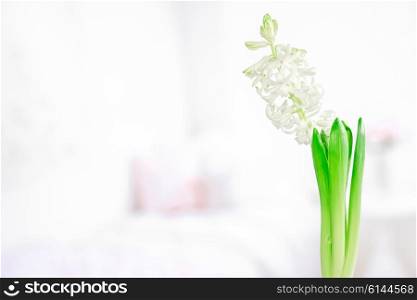 Blooming white hyacinth flower with green leaves