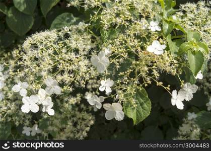 Blooming white Hydrangea in The Netherlands.