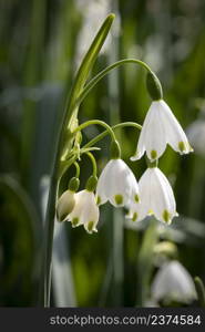 Blooming white Leucojum vernum, spring snowflake close up
