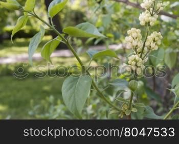 blooming white lilac. Bush blooming white lilac close-up