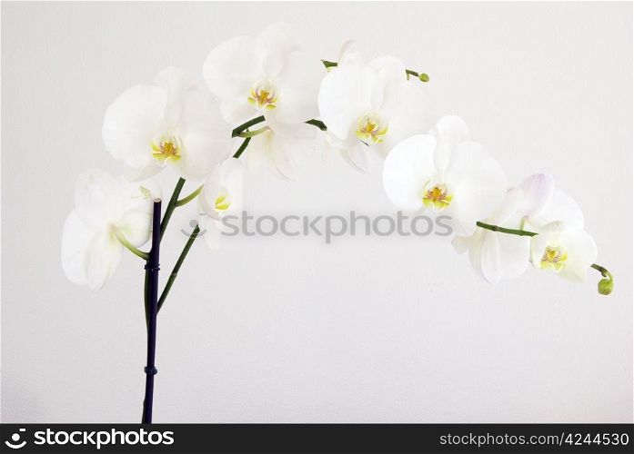 Blooming white orchids flower isolated on white background